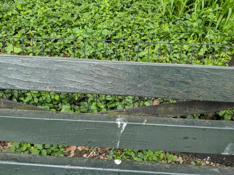 I saw this bench in Central Park