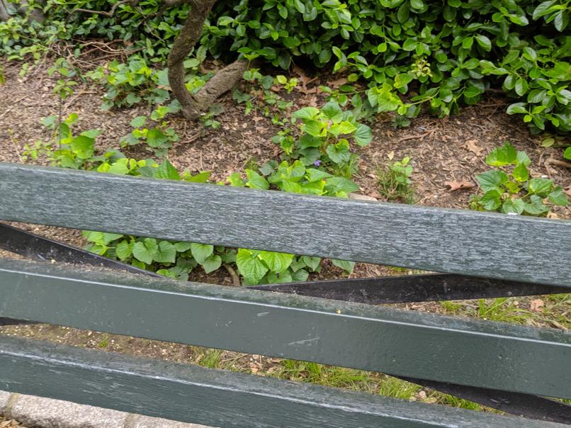 I saw this bench in Central Park