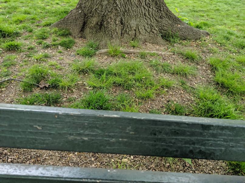 I saw this bench in Central Park