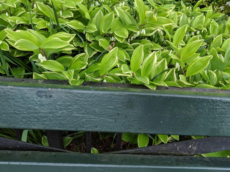 I saw this bench in Central Park