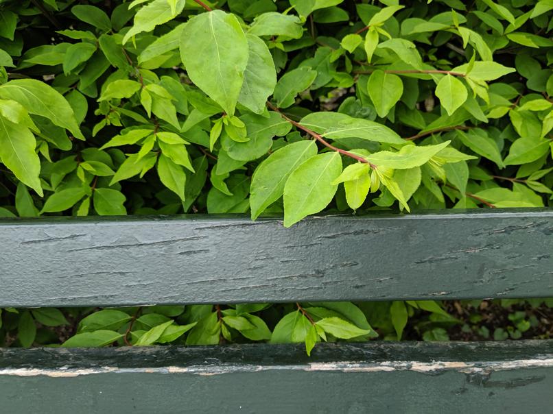 I saw this bench in Central Park