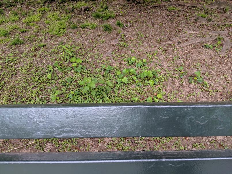 I saw this bench in Central Park