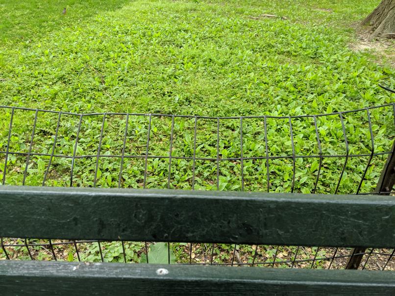 I saw this bench in Central Park