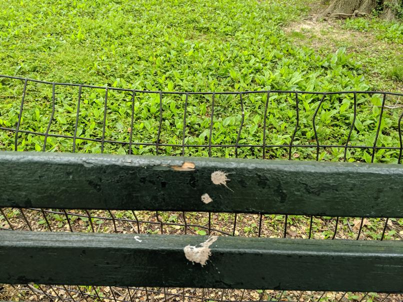 I saw this bench in Central Park