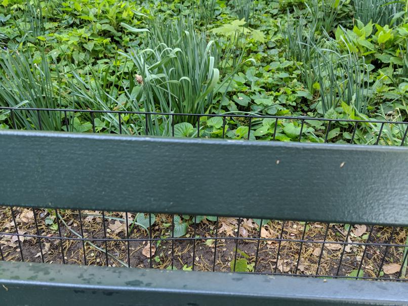 I saw this bench in Central Park