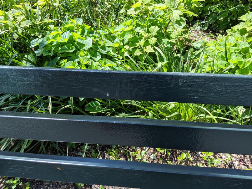 I saw this bench in Central Park