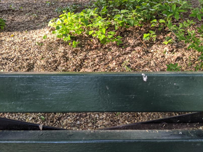 I saw this bench in Central Park