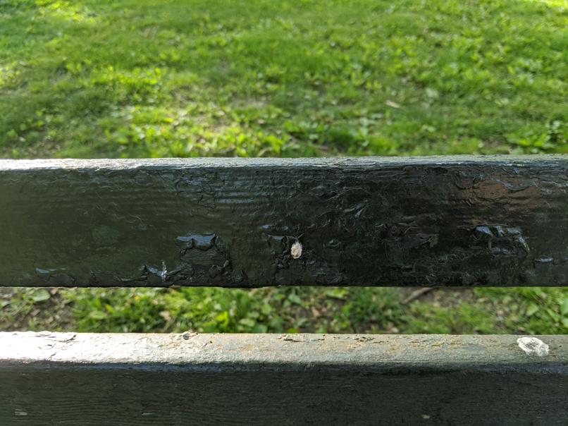 I saw this bench in Central Park