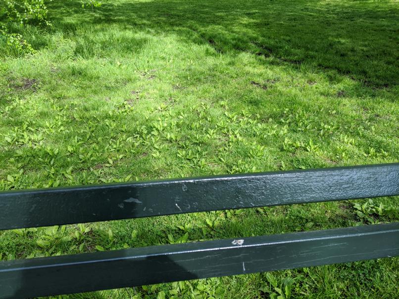 I saw this bench in Central Park