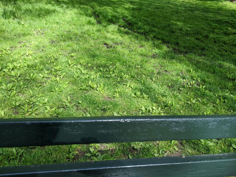 I saw this bench in Central Park