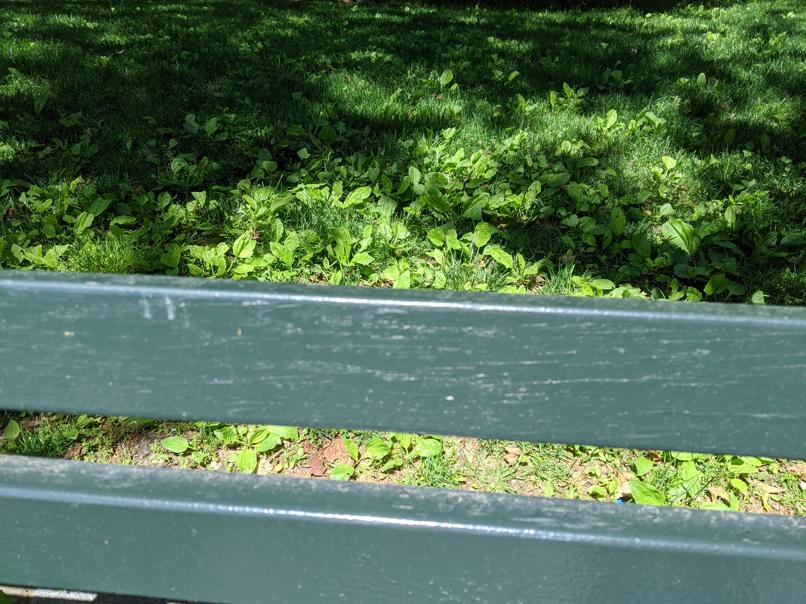 I saw this bench in Central Park