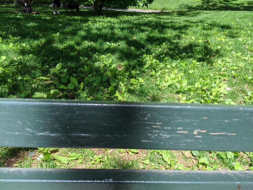 I saw this bench in Central Park