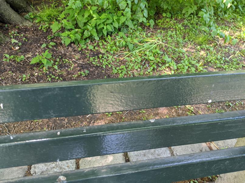 I saw this bench in Central Park