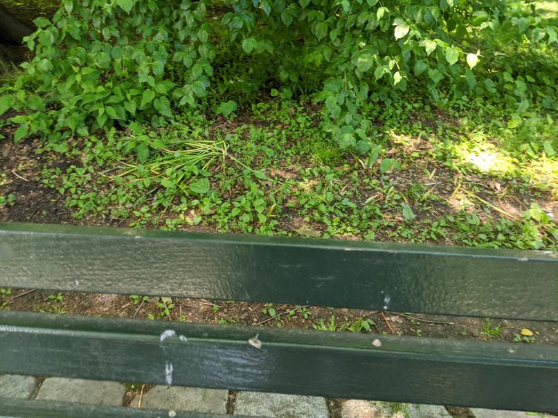 I saw this bench in Central Park