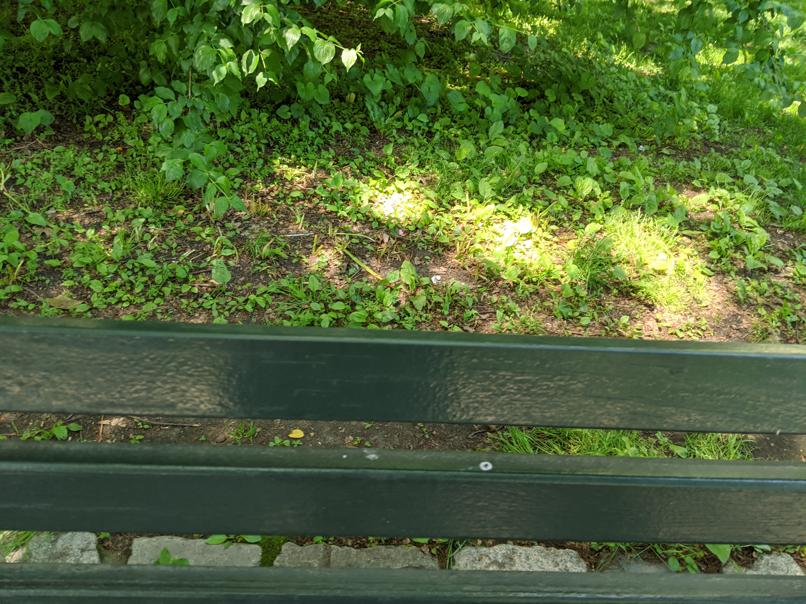 I saw this bench in Central Park