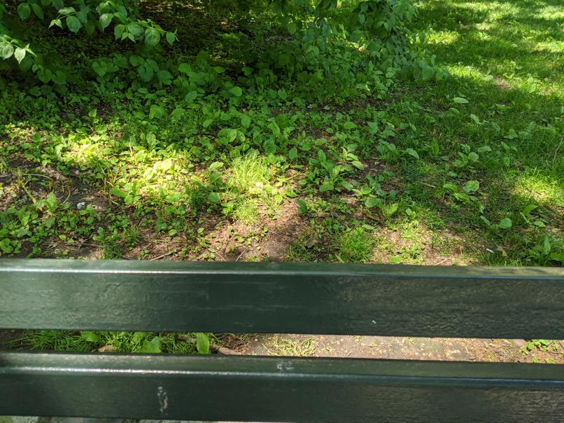 I saw this bench in Central Park