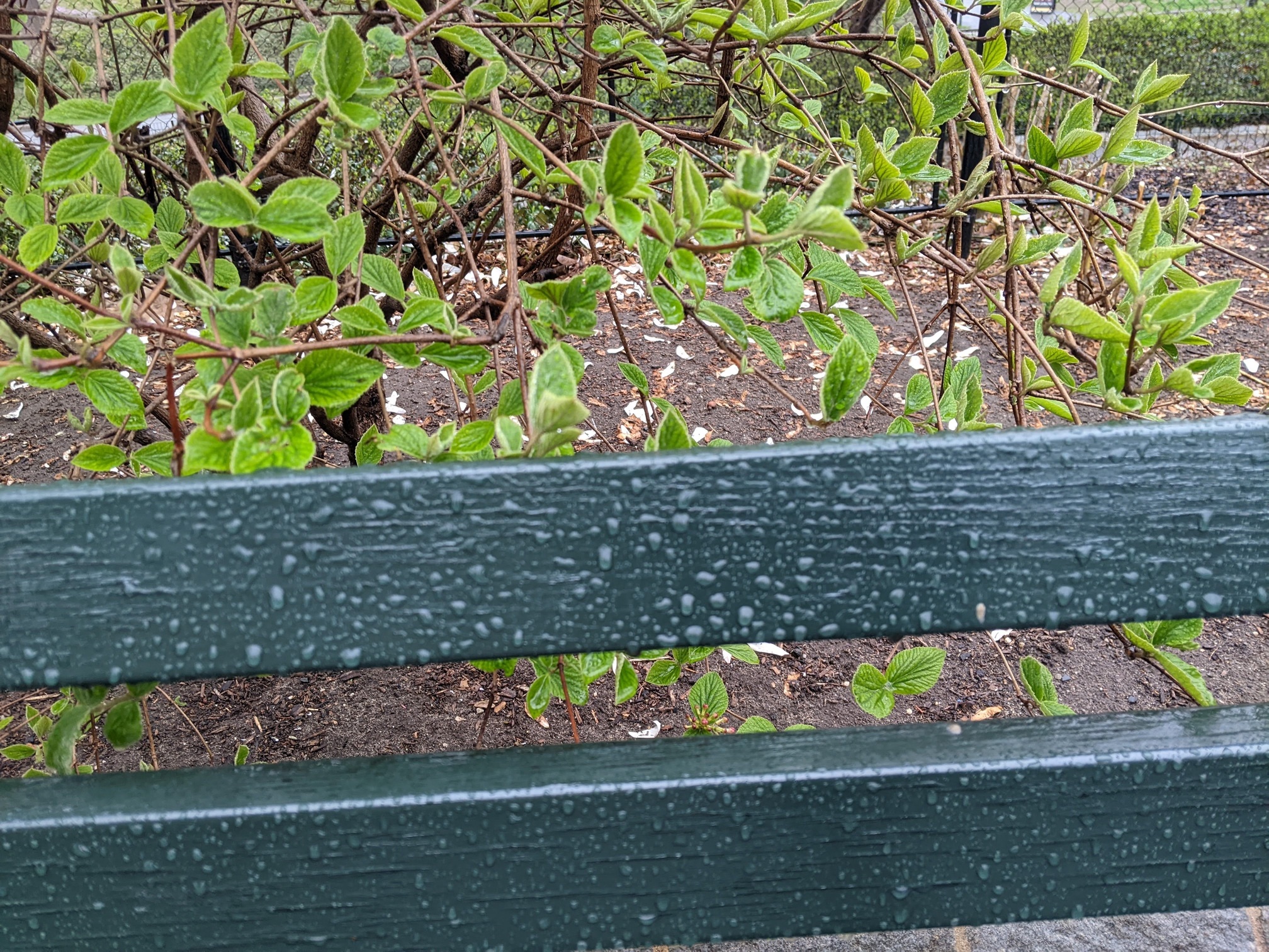 I saw this bench in Central Park