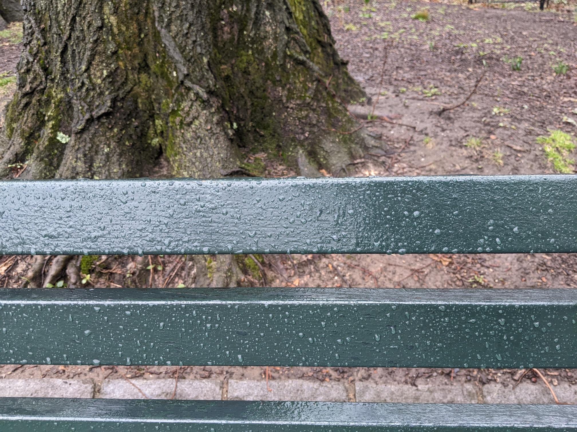 I saw this bench in Central Park