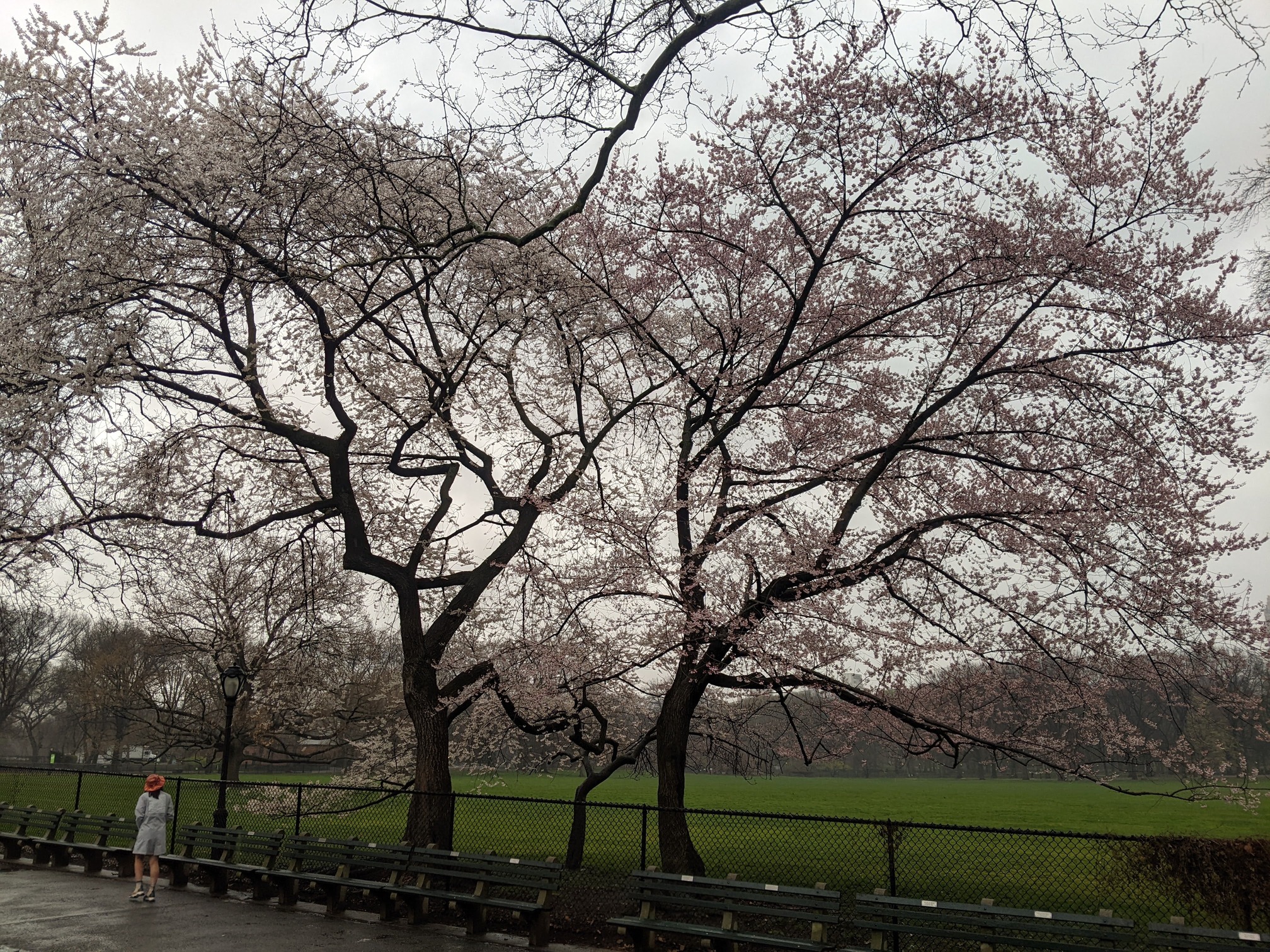 I saw this bench in Central Park