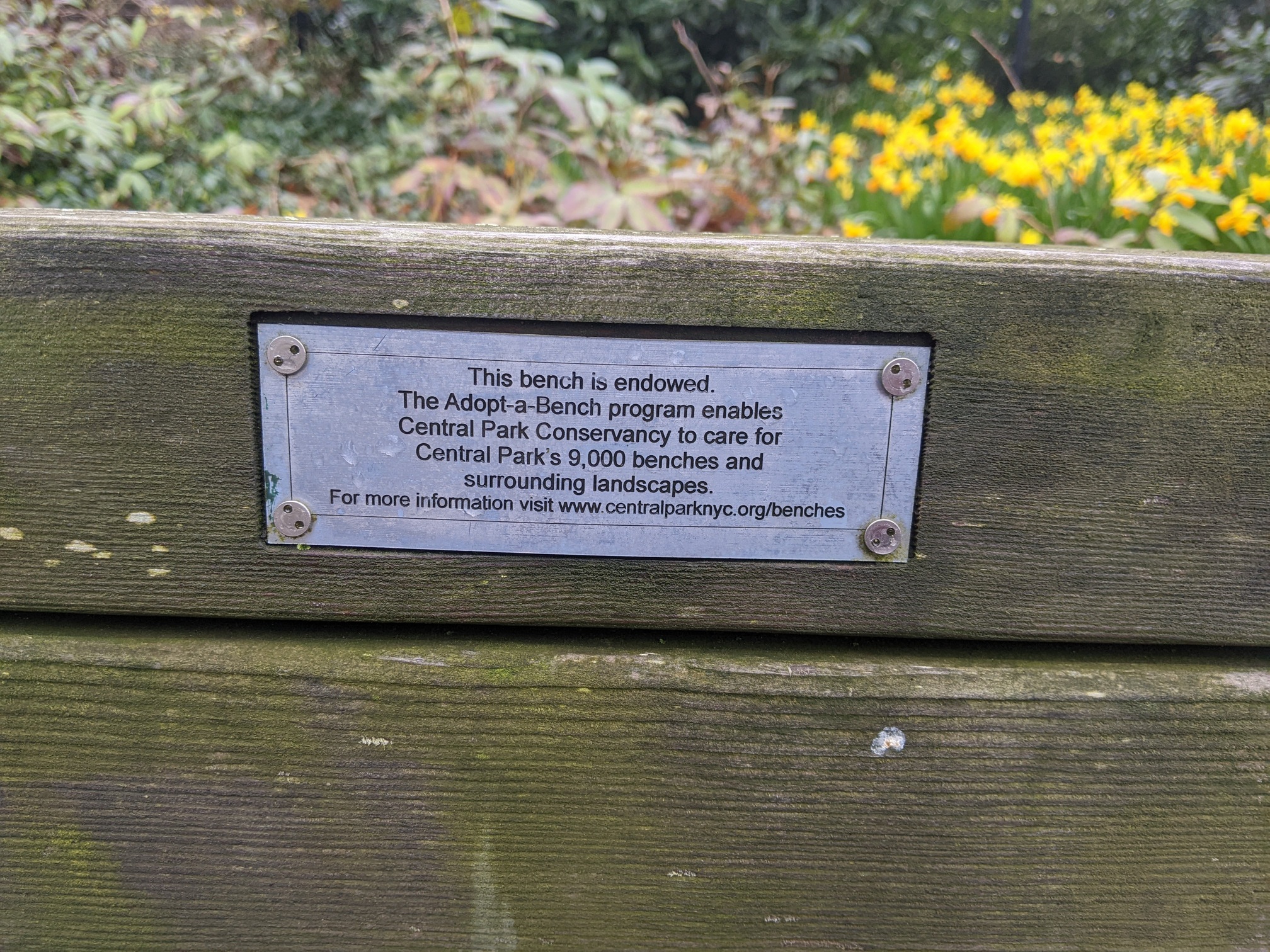 I saw this bench in Central Park