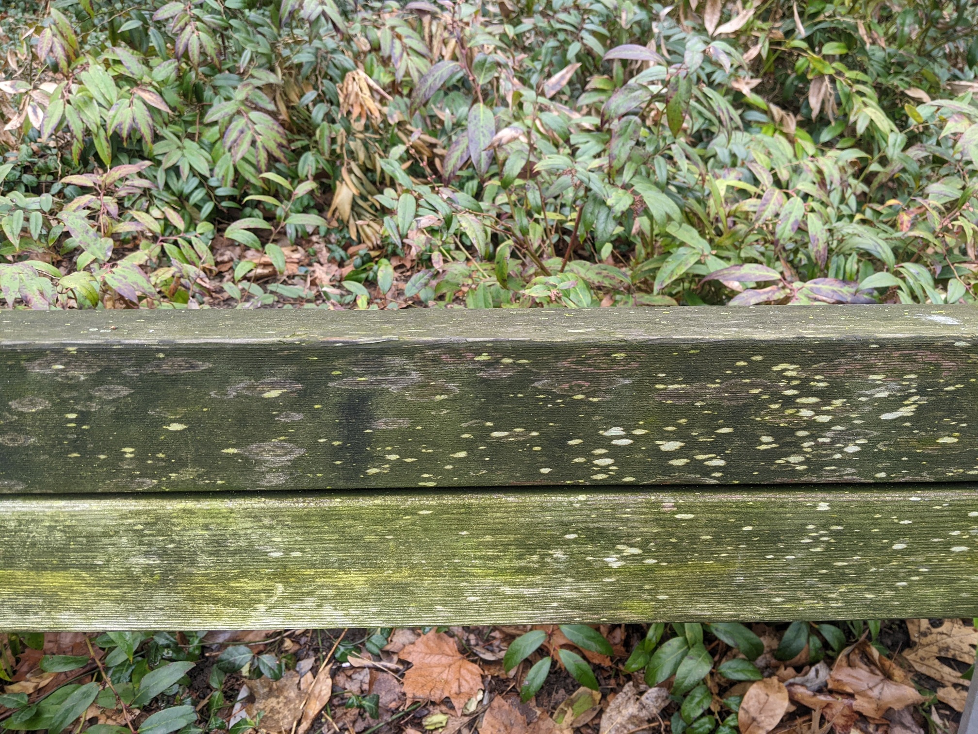 I saw this bench in Central Park