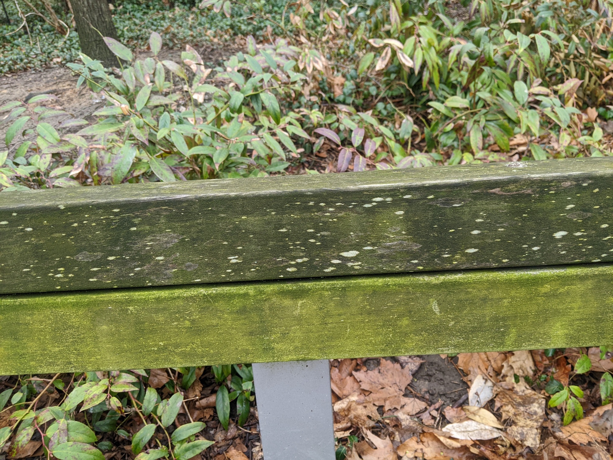 I saw this bench in Central Park