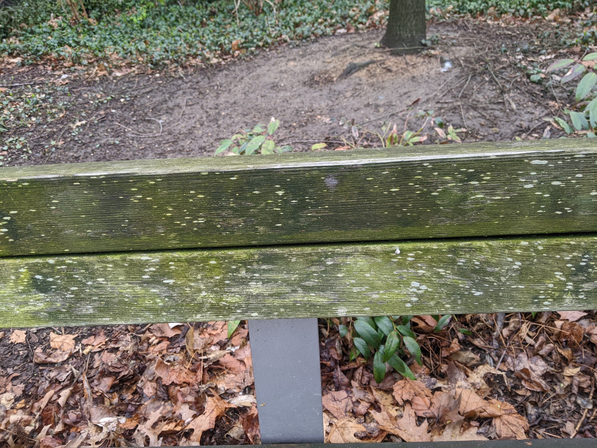 I saw this bench in Central Park