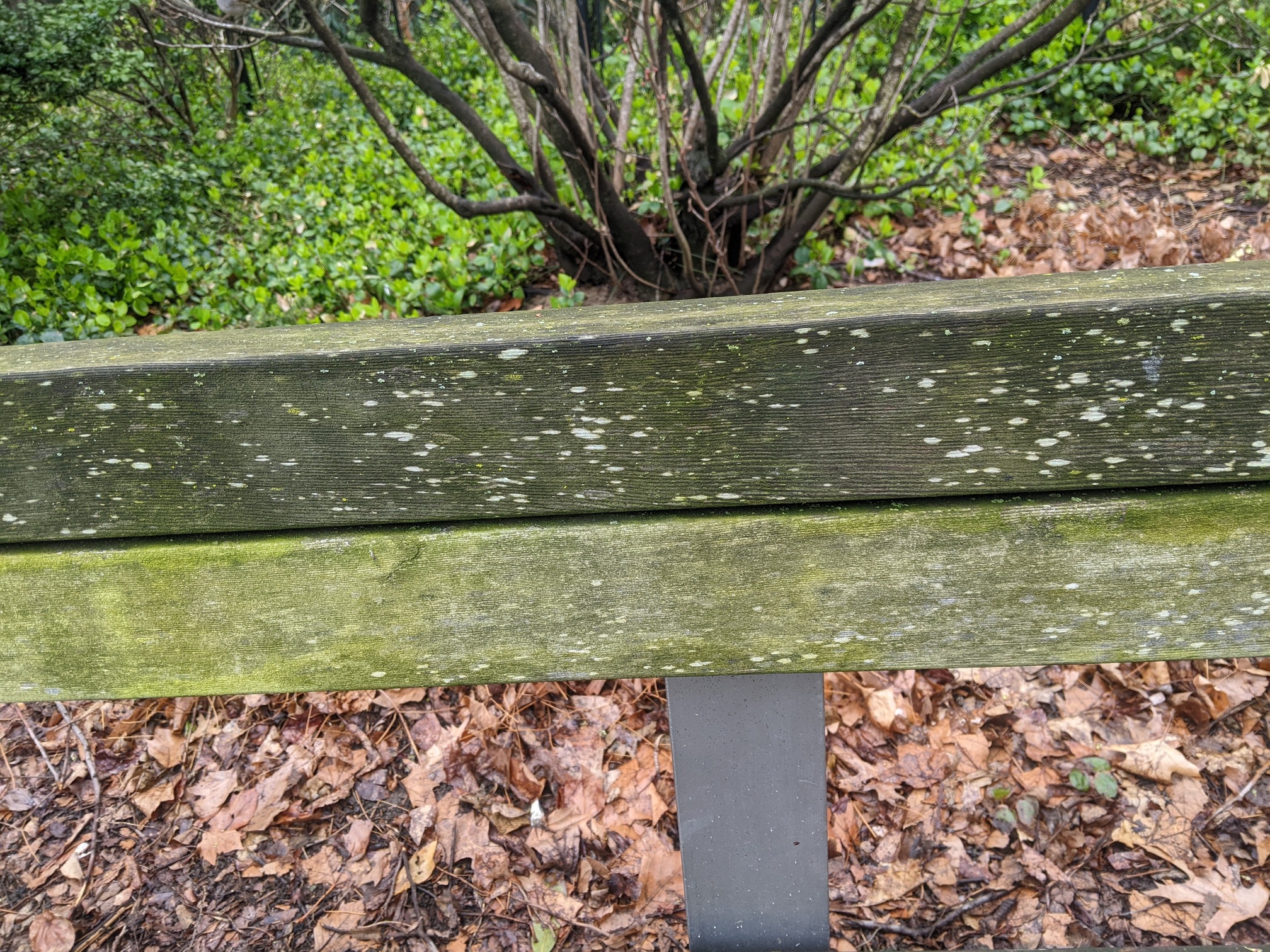 I saw this bench in Central Park