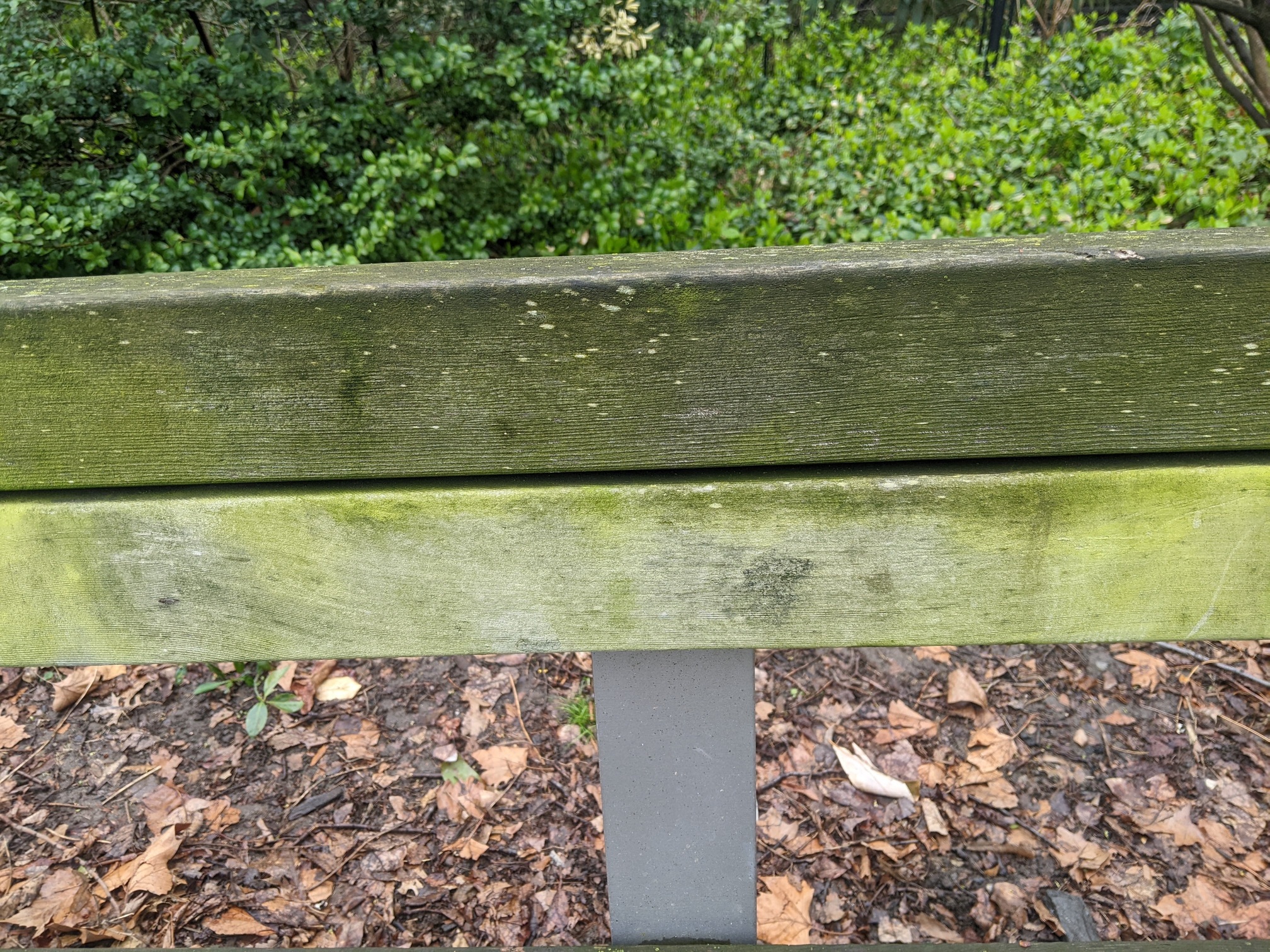 I saw this bench in Central Park